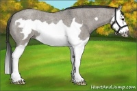 Horse Color:Grullo Roan Splash Frame