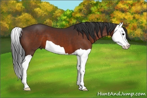 Horse Color:Bay Splash 