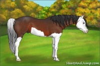 Horse Color:Bay Splash