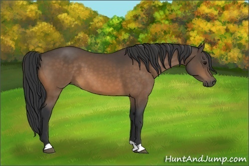 Horse Color:Buckskin 