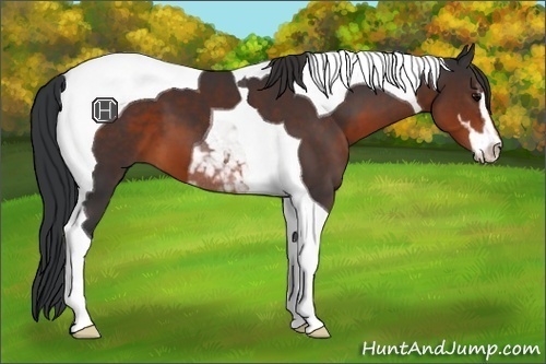 Horse Color:Brown Sabino Tobiano