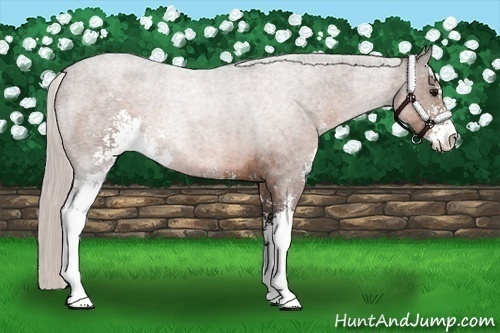 Horse Color:Silver Brown Roan Sabino