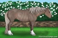 Horse Color:Silver Black Rabicano 