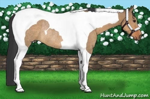 Horse Color:Bay Dun Tobiano Rabicano 