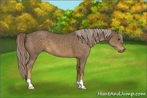 Horse Color:Chocolate Palomino 