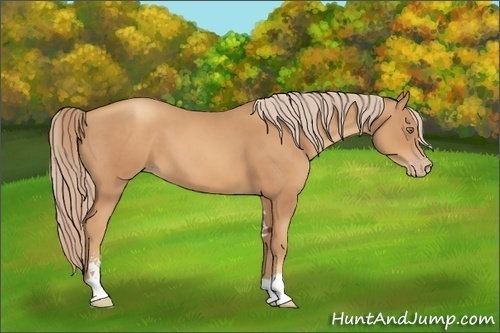 Horse Color:Gold Champagne Sabino 