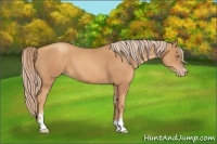 Horse Color:Gold Champagne Sabino