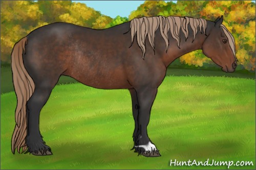 Horse Color:Liver Chestnut Rabicano 