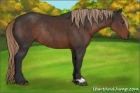 Horse Color:Liver Chestnut Rabicano
