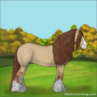 Horse Color:Red Dun Splash