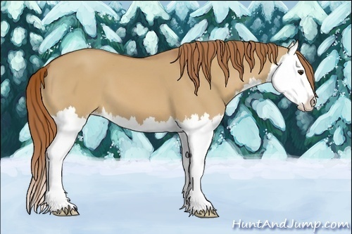 Horse Color:Red Dun Splash 