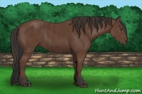Horse Color:Liver Chestnut  and Bay 