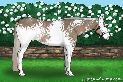 Horse Color:White Spotted Silver Grullo Sabino Rabicano 
