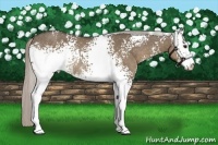Horse Color:White Spotted Silver Grullo Sabino Rabicano