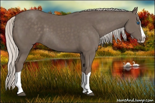 Horse Color:Silver Black Splash