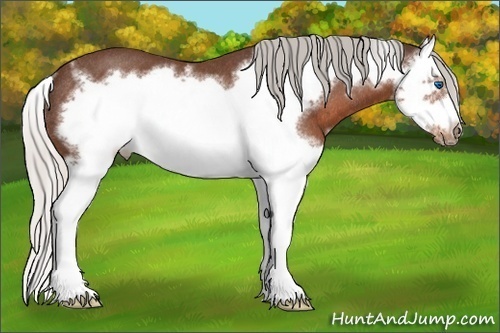 Horse Color:Silver Brown Roan Sabino Splash Frame Rabicano