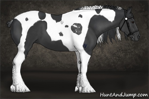 Horse Color:Black Tobiano 