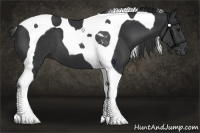 Horse Color:Black Tobiano