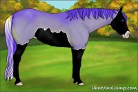 Horse Color:Watercolor Buckskin Splash