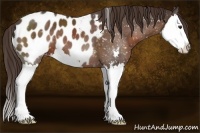 Horse Color:Liver Chestnut Sabino Splash Appaloosa
