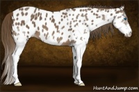 Horse Color:Liver Chestnut Splash Appaloosa 