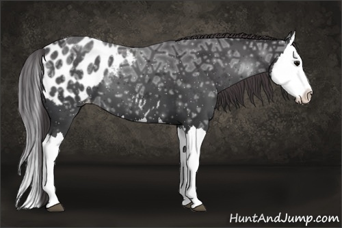 Horse Color:Black Ice Splash Appaloosa 