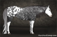 Horse Color:Black Ice Splash Appaloosa 