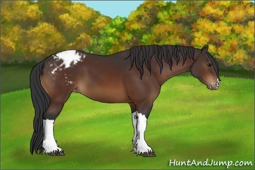 Horse Color:Brown Appaloosa
