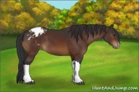 Horse Color:Brown Appaloosa 