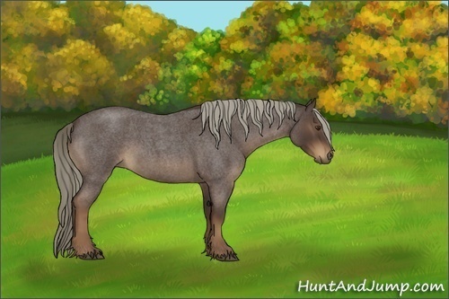 Horse Color:Liver Red Roan 