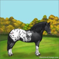 Horse Color:Black Appaloosa