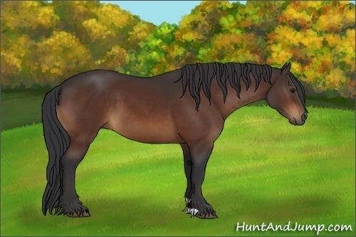 Horse Color:Brown 