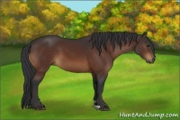 Horse Color:Brown 