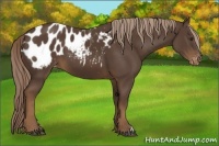Horse Color:Liver Chestnut Appaloosa 