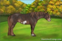 Horse Color:Liver Chestnut Frame  and Liver Chestnut Frame 