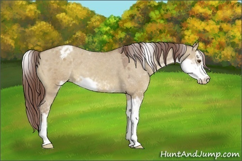 Horse Color:Classic Champagne Dun Sabino Varnish