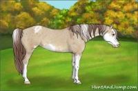Horse Color:Classic Champagne Dun Sabino Appaloosa 