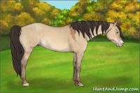 Horse Color:Amber Champagne Dun 