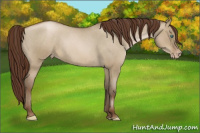 Horse Color:Gray Smoky Grullo Roan Pearl Varnish Rabicano