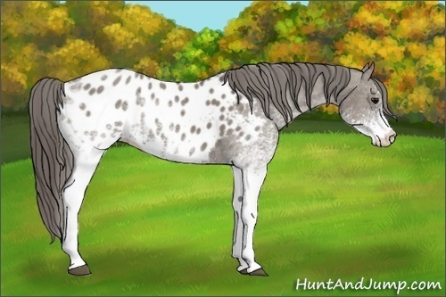 Horse Color:White Spotted Smoky Grullo Tobiano Blanket 