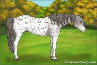 Horse Color:White Spotted Smoky Grullo Tobiano Blanket