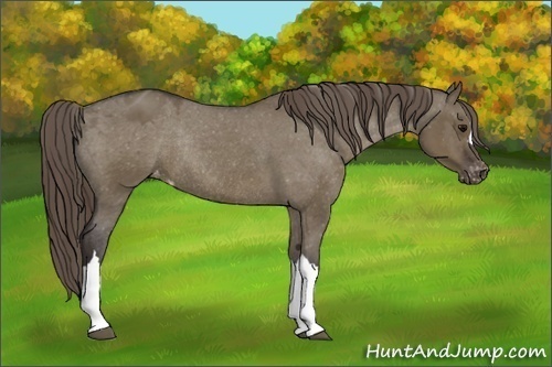 Horse Color:Smoky Grullo Appaloosa Rabicano
