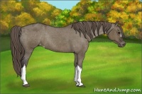 Horse Color:Smoky Grullo Varnish Rabicano 