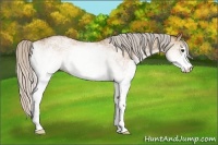 Horse Color:White Spotted Silver Bay Dun