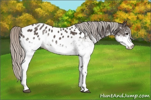 Horse Color:White Spotted Silver Black Appaloosa Rabicano 