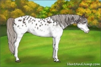 Horse Color:White Spotted Silver Black Appaloosa Rabicano 