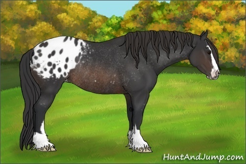 Horse Color:Brown Sabino Blanket Rabicano 