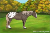 Horse Color:Chocolate Palomino Sabino Appaloosa Rabicano