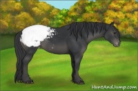 Horse Color:Black Appaloosa 