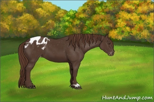 Horse Color:Liver Chestnut Appaloosa 